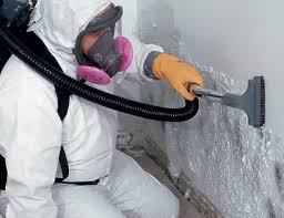 Best Basement Mold Removal  in USA